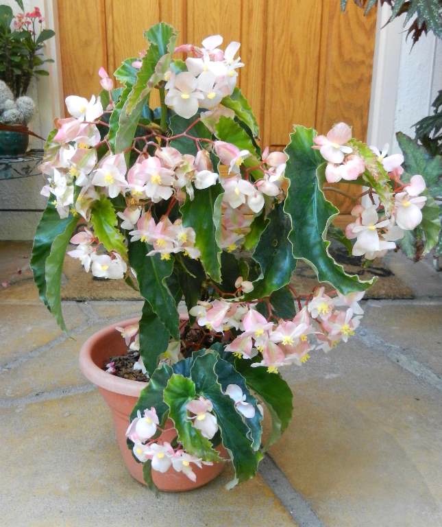 B. ‘Alecia Anderson’